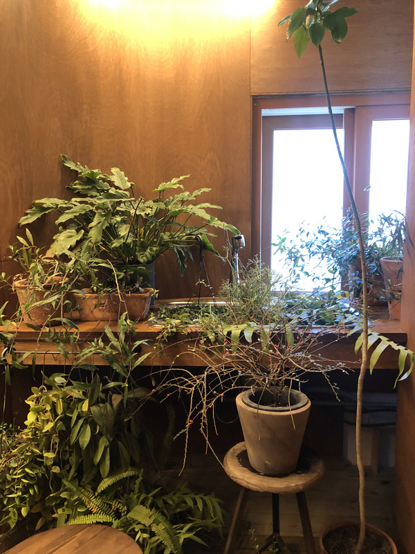 에코프렌들리 카페에서 식물들/출처:기자 본인 촬영